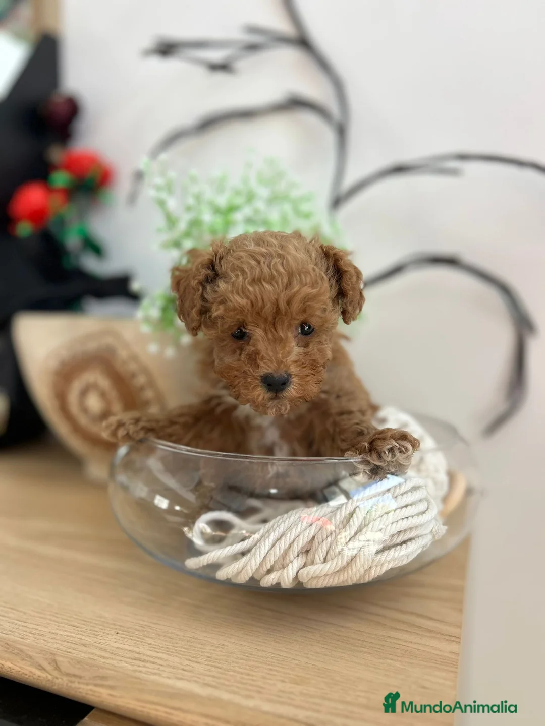 Maltipoo perros en venta: Maltipoo mini  - Anuncio 5