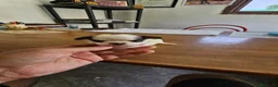 Chihuahua perros en venta: Chihuahuitos mini toy - Anuncio 8