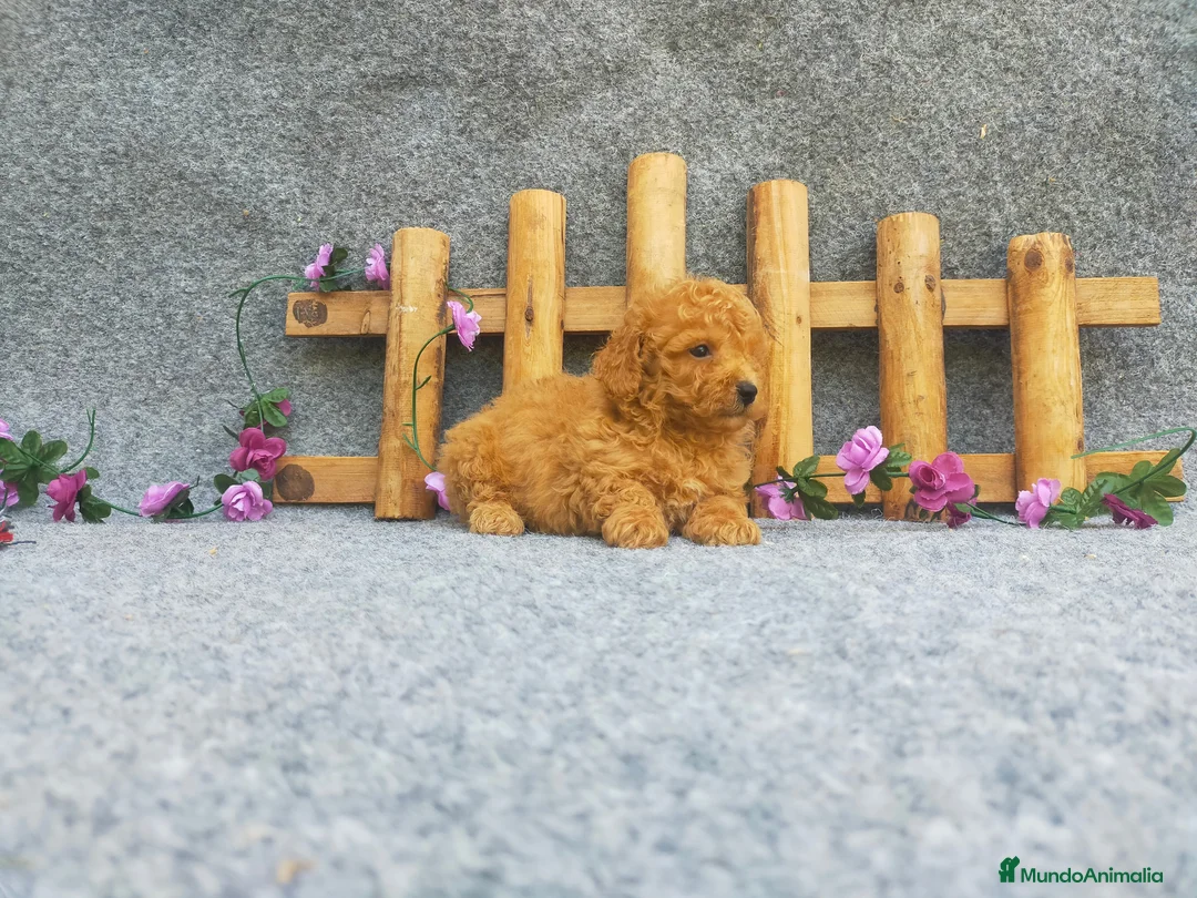 Caniche Toy perros en venta: PRECIOSOS CANICHE  ROJO LINEA TOY - Anuncio 2