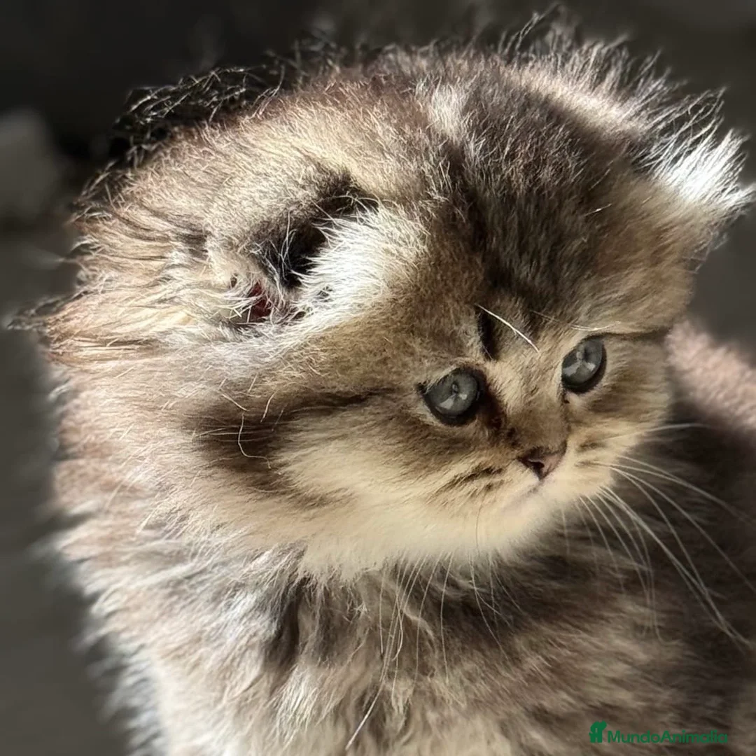 Scottish Fold gatos en venta: Scottish Fold Highland  - Anuncio 2