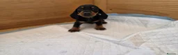 Teckel Miniatura perros en venta: TECKEL KANNINCHEN - Anuncio 2