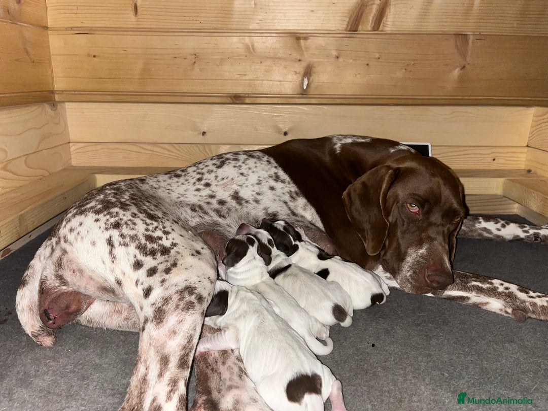 Braco Francés tipo Pirineos Talla Pequeña perros en venta: RESERVA DE CAMADA "E" DE BRACO BRANCÉS - Imagen 9