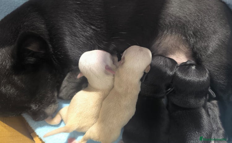 Chihuahua perros - Anuncio 1