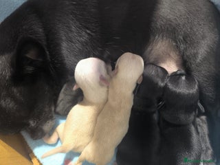 Chihuahua perros - Anuncio 1