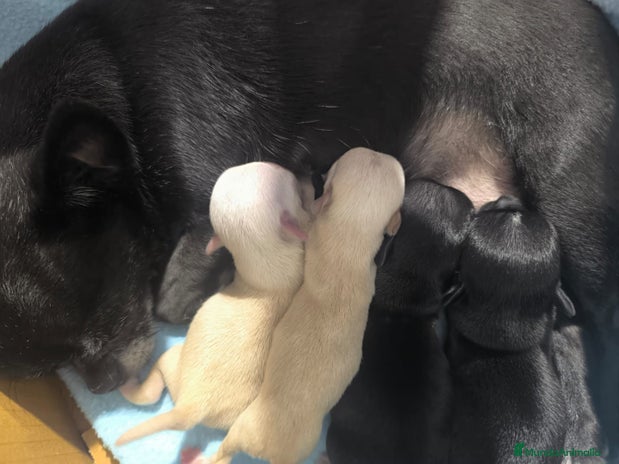 Chihuahua perros - Anuncio 1