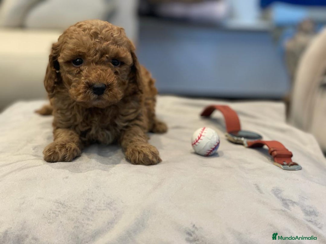 Caniche Toy perros en venta: caniche toy rojo - Anuncio 3