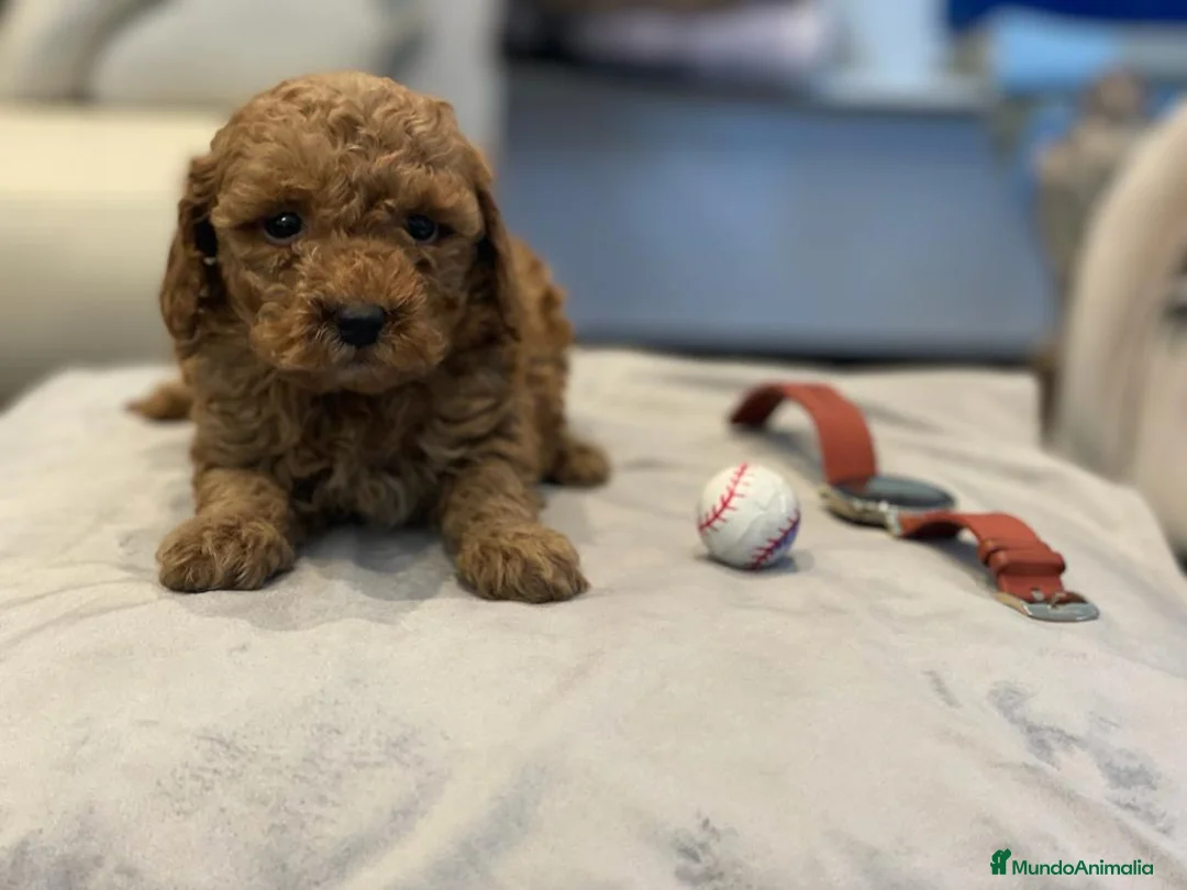 Caniche Toy perros en venta: caniche toy rojo - Anuncio 3