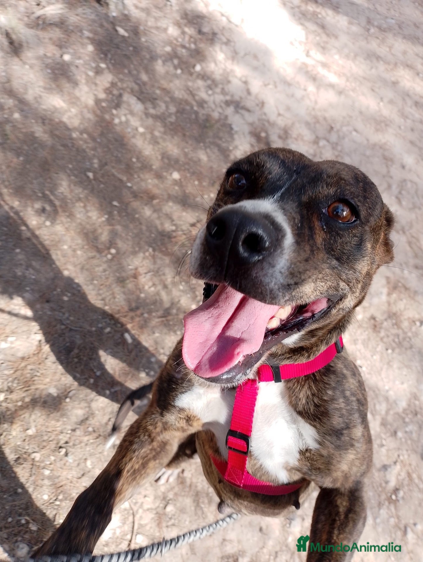 American Pit Bull Terrier perros HERA ❤️✨ en Adopción  - Anuncio 1