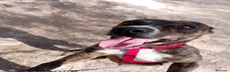 American Pit Bull Terrier perros en adopcion: HERA ❤️✨ en Adopción  - Anuncio 1