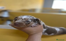 Teckel Miniatura perros en venta: CAMADA TECKEL MINIATURA - Imagen 5