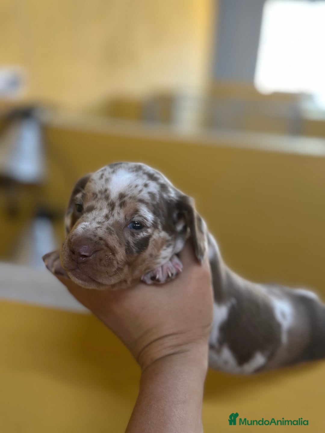 Teckel Miniatura perros en venta: CAMADA TECKEL MINIATURA - Imagen 5
