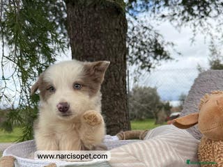 Border Collie perros BORDER COLLIE LILAC CACHORRO en Asturias - Anuncio 16