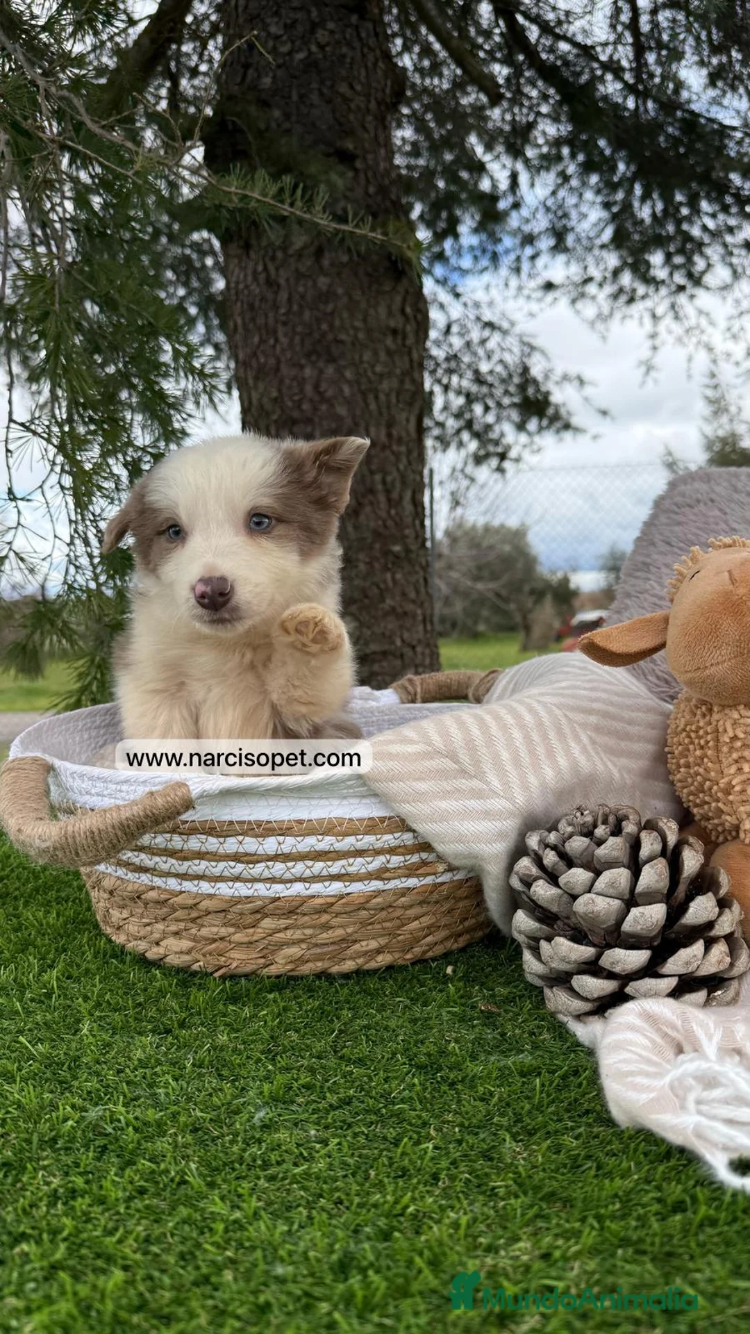 Border Collie perros en venta: BORDER COLLIE LILAC CACHORRO en Asturias - Anuncio 1