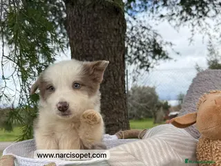 Border Collie perros BORDER COLLIE LILAC CACHORRO en Asturias - Anuncio 25