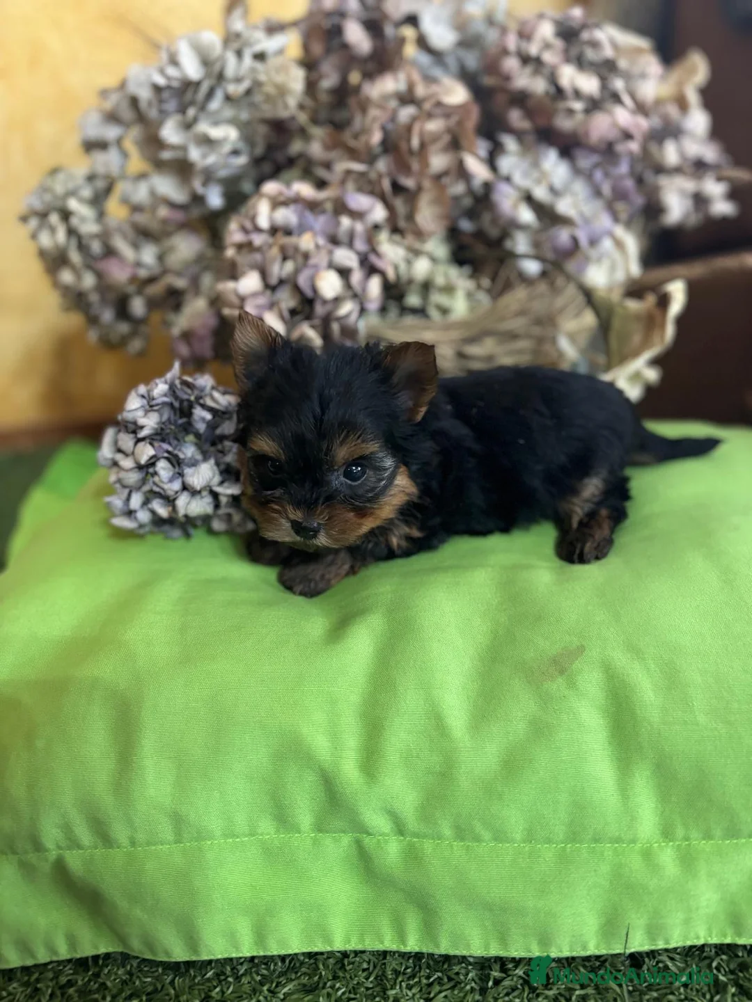 Yorkshire Terrier perros en venta: Yorkshire Toy fotos actuales hembra y macho !! - Anuncio 7