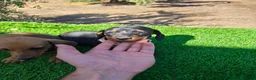 Teckel Miniatura perros en venta: Teckel miniatura  - Anuncio 7