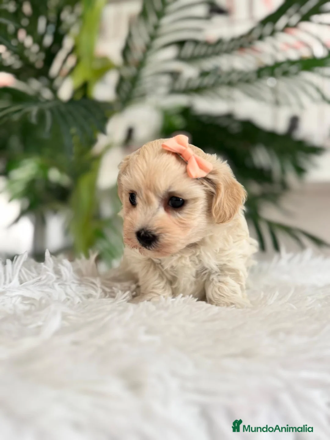 Maltipoo perros en venta: MALTIPOO HEMBRA  - Anuncio 14