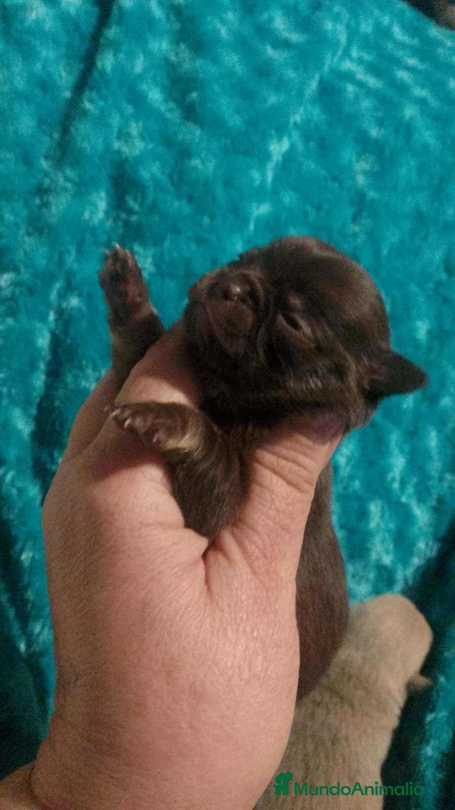 Chihuahua perros Cachorro de chihuahua enano  - Anuncio 30