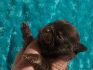 Chihuahua perros Cachorro de chihuahua enano - Anuncio 31