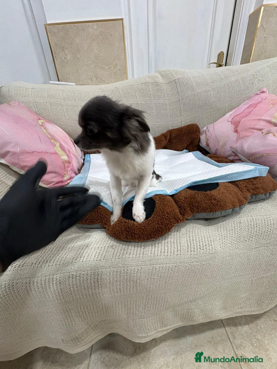 Chihuahua perros en venta: Oportunidad Chihuahua macho  - Anuncio 1