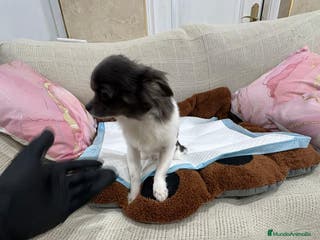 Chihuahua perros Oportunidad Chihuahua macho - Anuncio 1