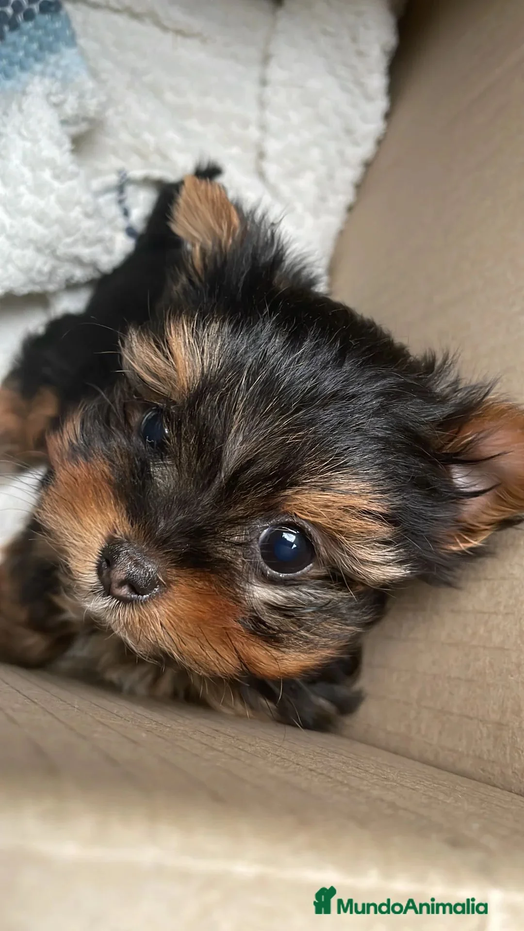Yorkshire Terrier perros en venta: Yorkshire Toy - Anuncio 10