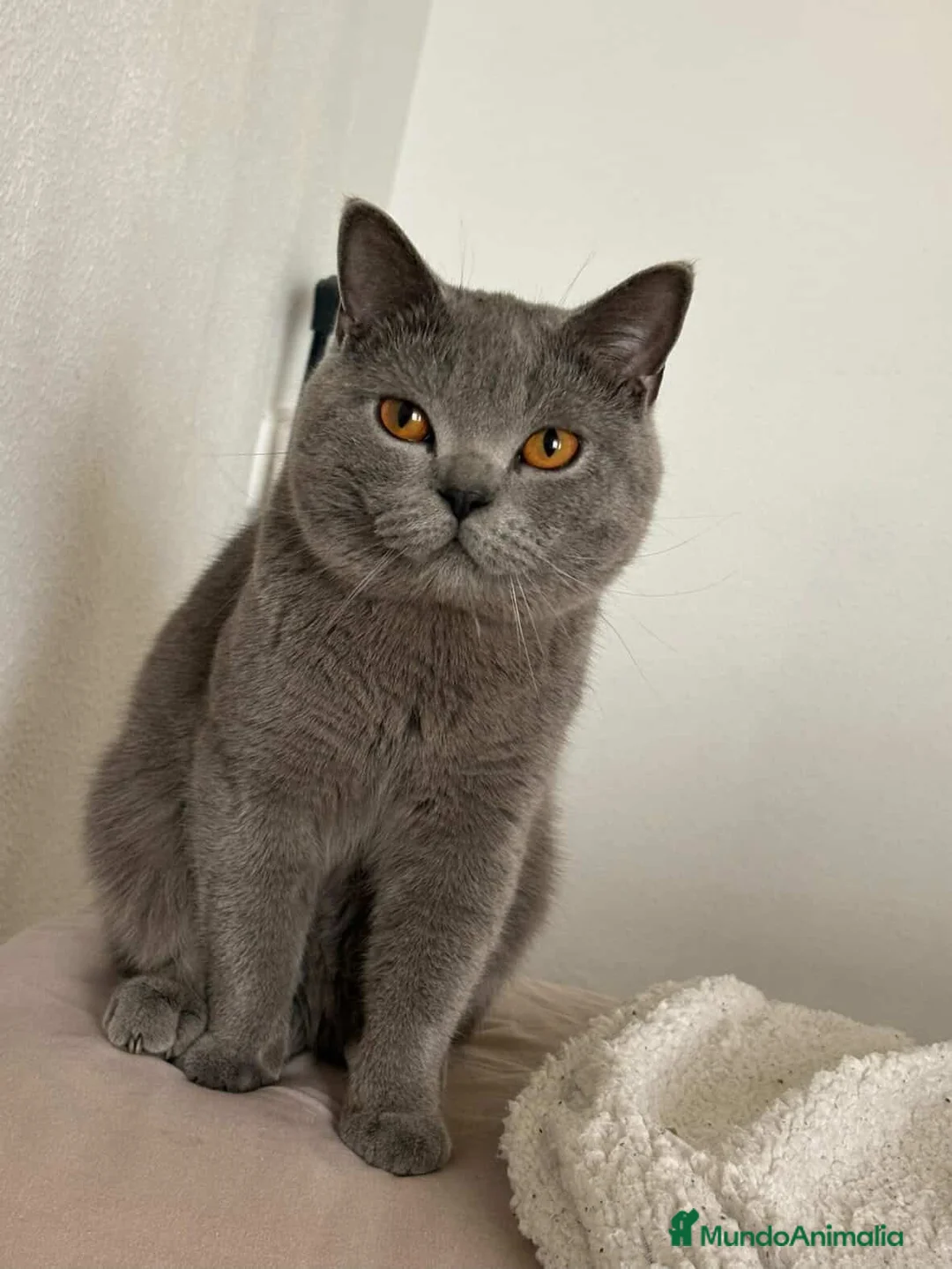 Británico de Pelo Corto Azul gatos en venta: Camada disponible de British Shorthair  - Anuncio 1