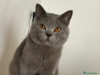 Británico de Pelo Corto Azul gatos Camada disponible de British Shorthair - Anuncio 2