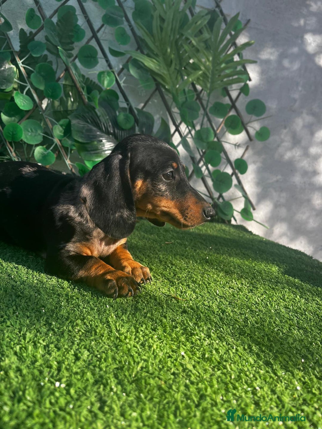 Teckel perros en venta: 🐶🌭¡Disponibles dos cachorros Teckel machos!🌭🐶 - Imagen 4