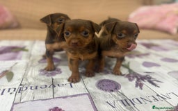 Pinscher Miniatura perros en venta: Pinscher miniatura chocolate  - Imagen 8