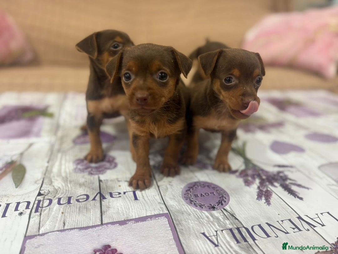 Pinscher Miniatura perros en venta: Pinscher miniatura chocolate  - Imagen 8