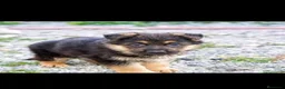 Pastor Alemán perros en venta: PASTORES ALEMANES - Anuncio 4