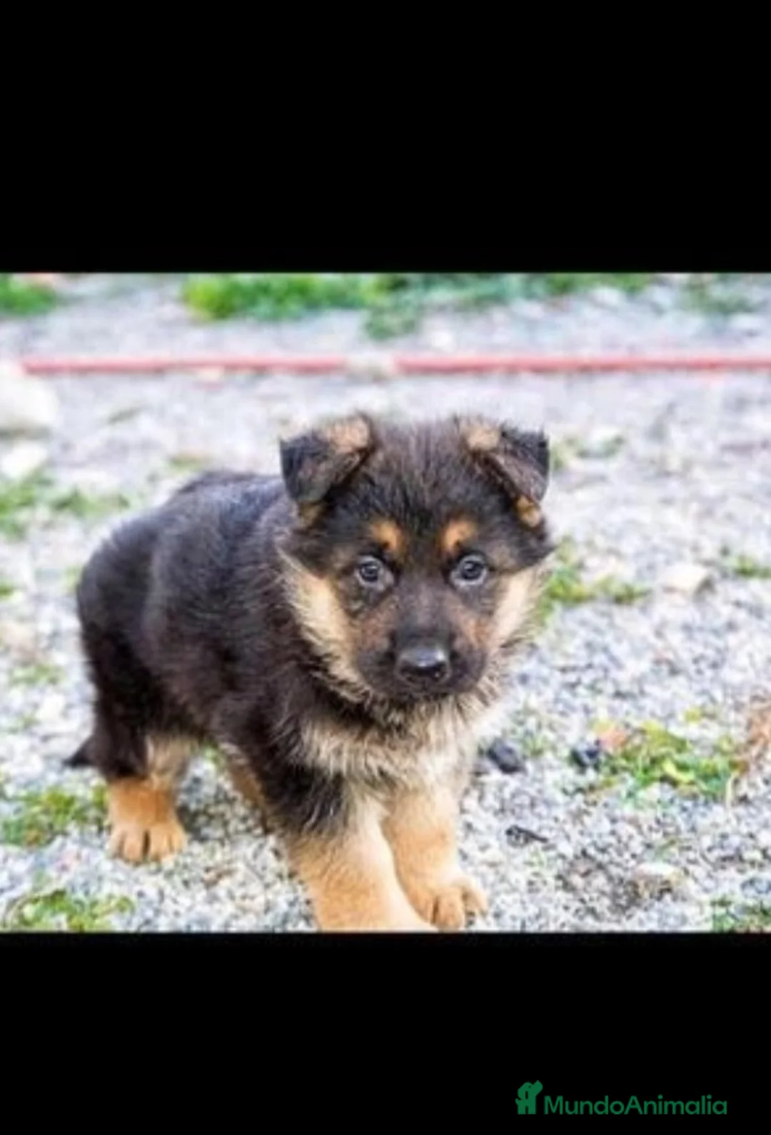 Pastor Alemán perros en venta: PASTORES ALEMANES - Anuncio 4