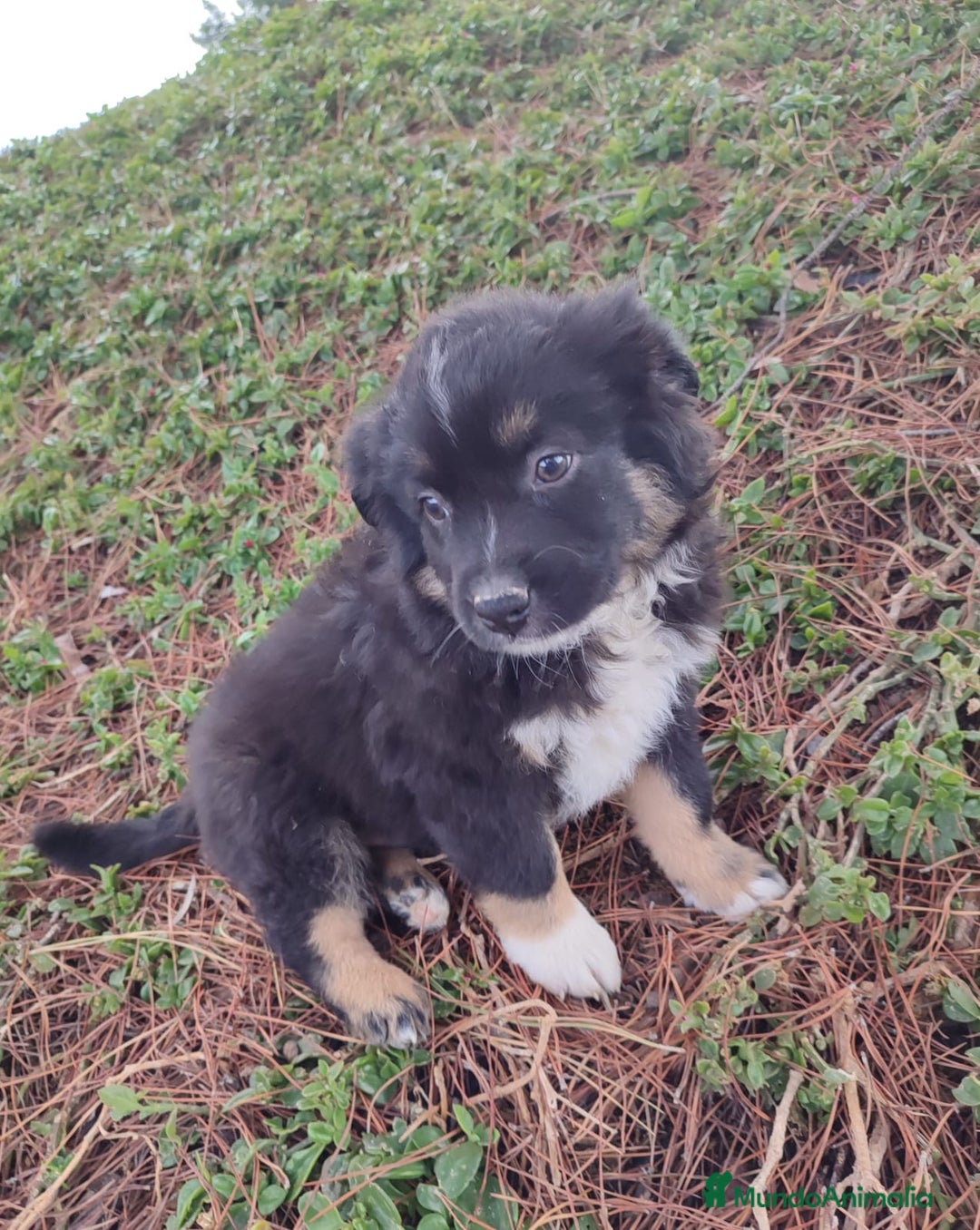 Pastor Miniatura Americano perros en venta: Cachorro Pastor Americano - Anuncio 1