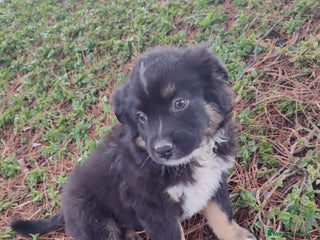 Pastor Miniatura Americano perros Cachorro Pastor Americano - Anuncio 24