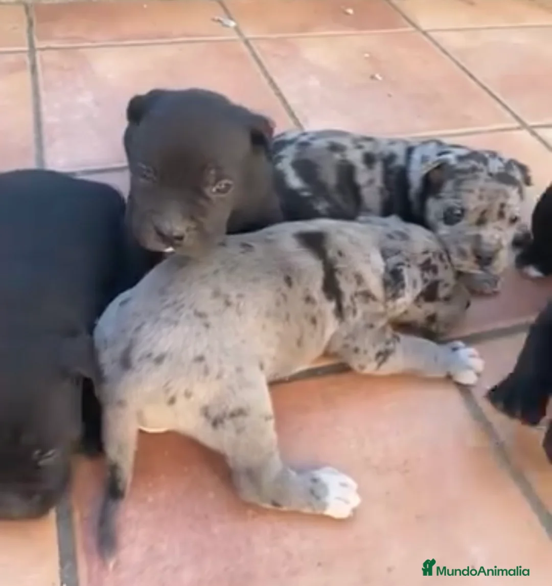 American Staffordshire-Terrier perros en venta: Preciosos American stanford  - Anuncio 1