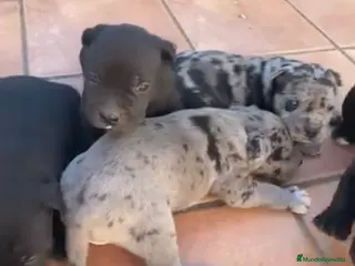 American Staffordshire-Terrier perros Preciosos American stanford - Anuncio 1