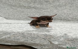 Chihuahua perros en venta: Chigugua Toy merle macho  y hembra  - Imagen 4