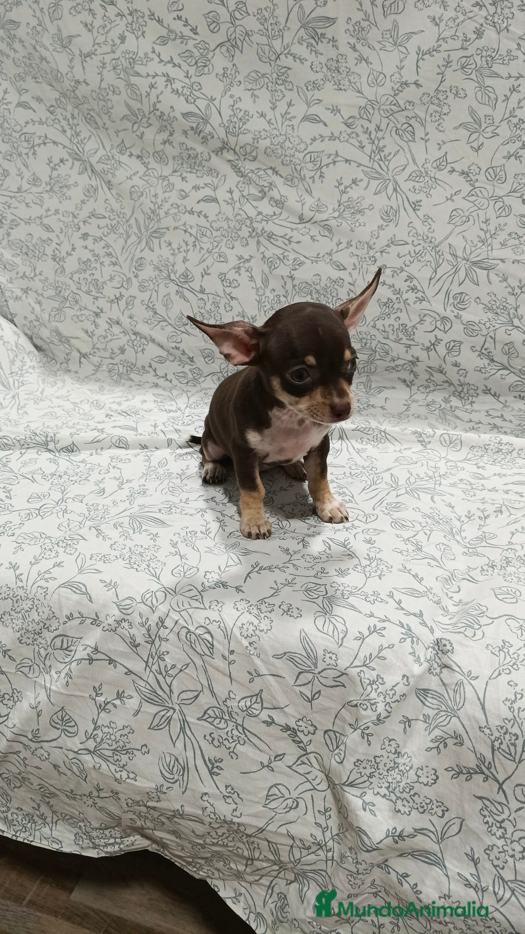 Chihuahua perros en venta: Chigugua Toy merle macho  y hembra  - Imagen 4