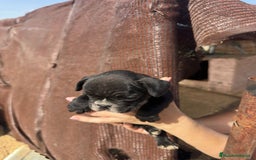 Bulldog Francés perros en venta: 3 hembras de bulldog francés  - Imagen 2