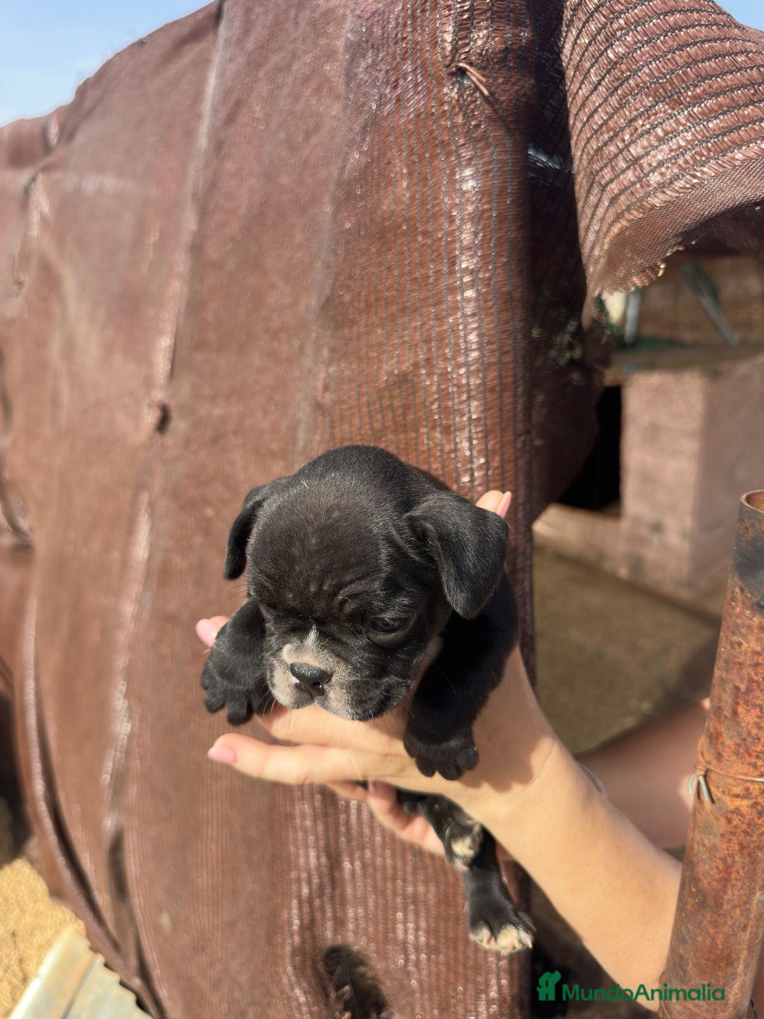Bulldog Francés perros en venta: 3 hembras de bulldog francés  - Imagen 2