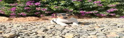 Jack Russell Terrier perros en venta: JACK RUSSELL - Anuncio 1