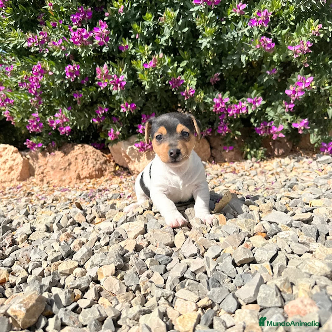Jack Russell Terrier perros en venta: JACK RUSSELL - Anuncio 1