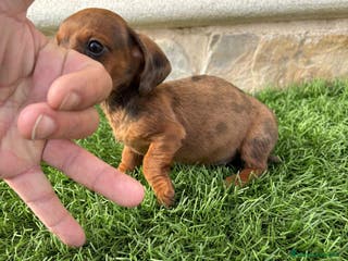 Teckel Miniatura perros Teckel Kaninchen macho merle diluido - Anuncio 1