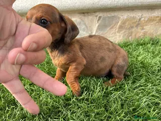 Teckel Miniatura perros Teckel Kaninchen macho merle diluido - Anuncio 3