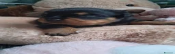 Rottweiler perros en venta: Bebés Rottweiler  - Anuncio 3