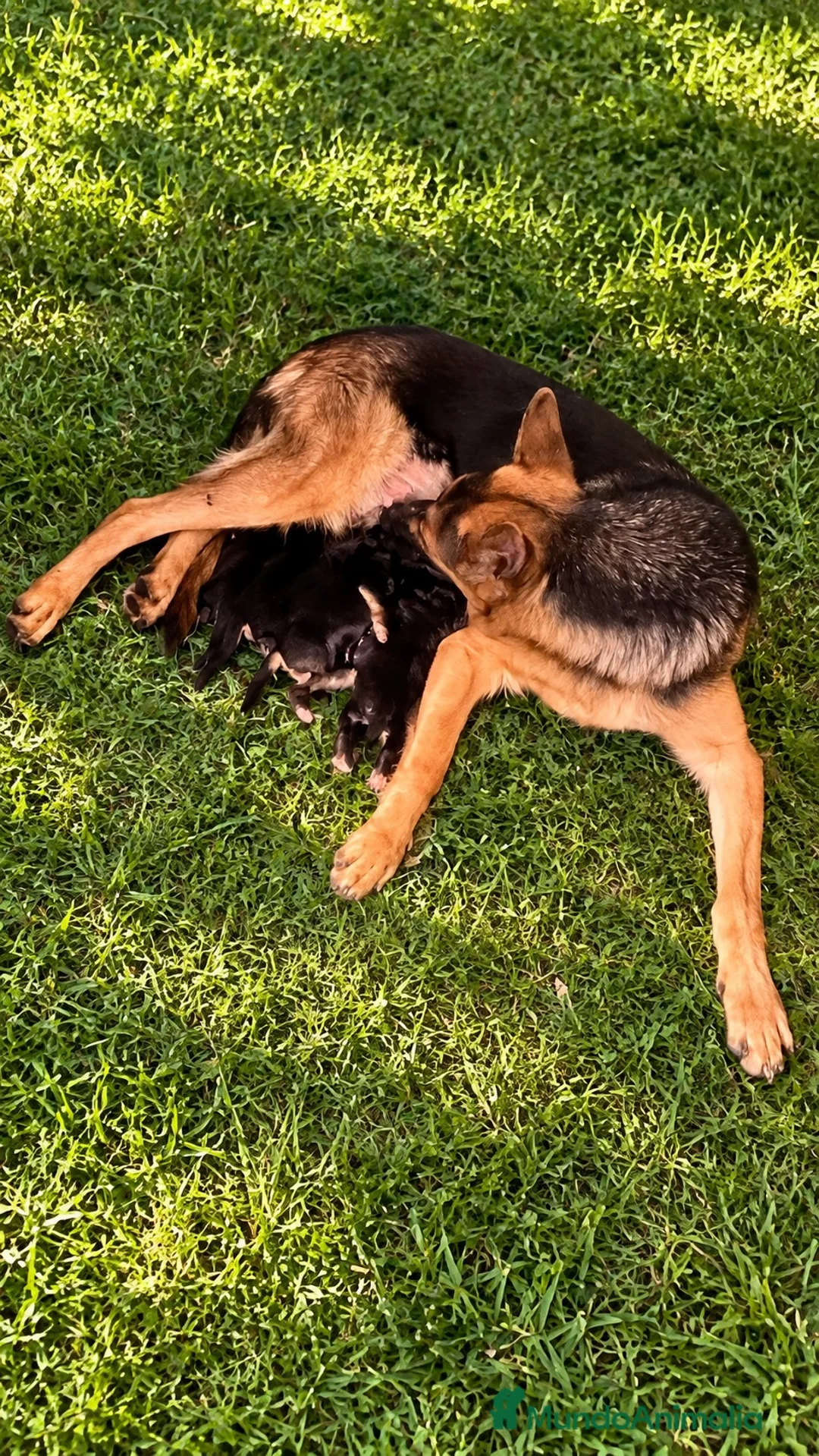 Pastor Alemán perros en venta: PASTOR ALEMAN - Anuncio 2