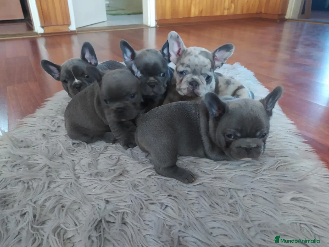 Bulldog Francés perros en venta: ‼️‼️BULLDOG FRANCES EXÓTICOS - Anuncio 1