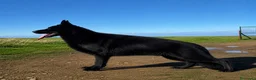 Pastor Alemán perros en venta: Cachorros pastor alemán Negro Sólido Negro Fuego  en Salamanca - Anuncio 1