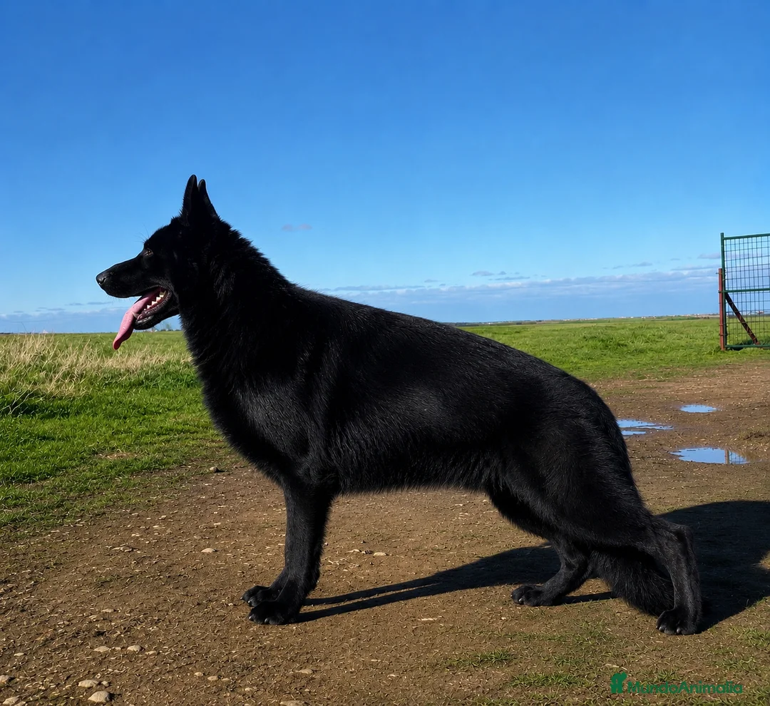 Pastor Alemán perros en venta: Cachorros pastor alemán Negro Sólido Negro Fuego  en Salamanca - Anuncio 1